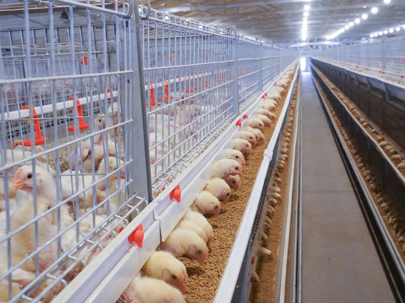 全自动化养鸡设备厂家分析鸡场温控措施