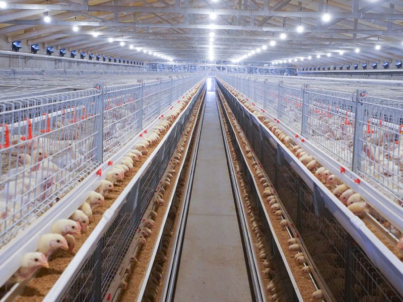 使用蛋鸡饲养设备进行养殖时温度有何影响？