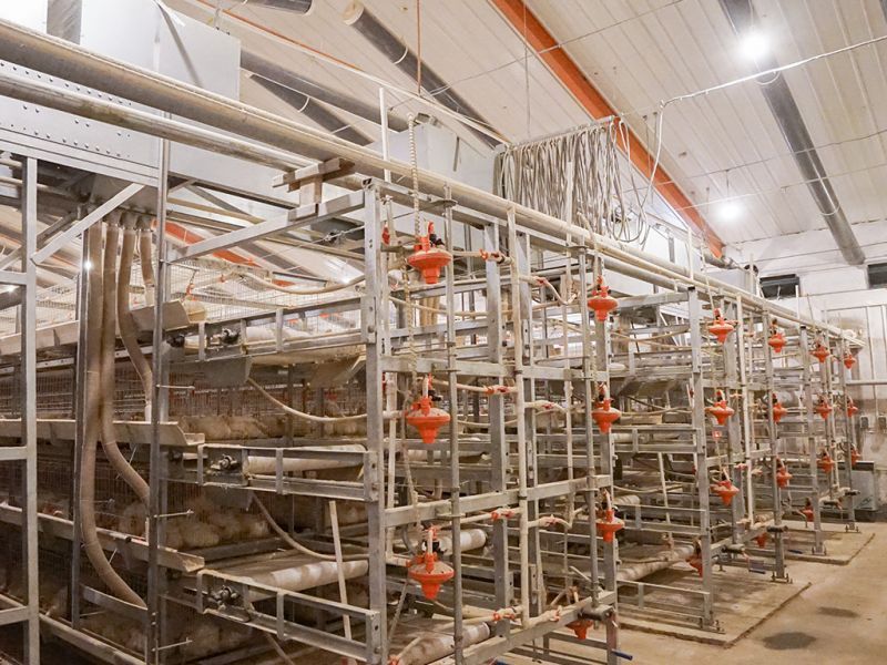 肉鸡养殖设备厂家分析肉鸡难养原因