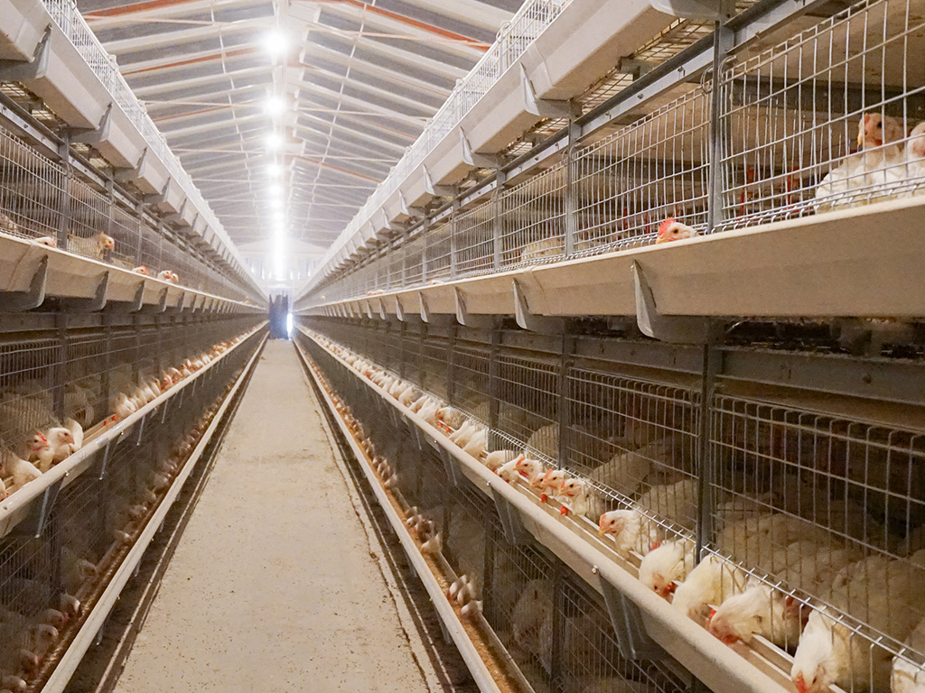 全自动化养鸡设备引领养鸡业进入新时代